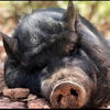 adoptable Pig in kanab, UT named Lucille