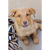 adoptable Dog in  named Jambalaya