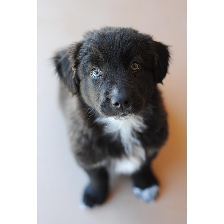 adoptable Dog in Kanab, UT named Jaunty