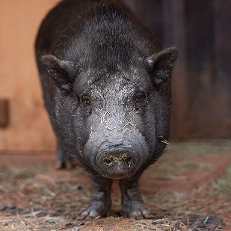 Adoptable Male Male