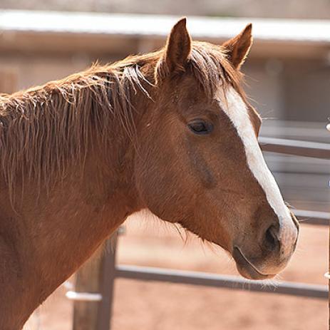 Blaze - Quarterhorse