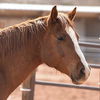 adoptable Horse in  named Blaze
