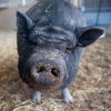 adoptable Pig in  named Oscar