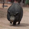 adoptable Pig in kanab, UT named Petunia