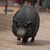 adoptable Pig in  named Petunia