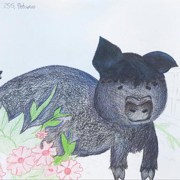 Petunia