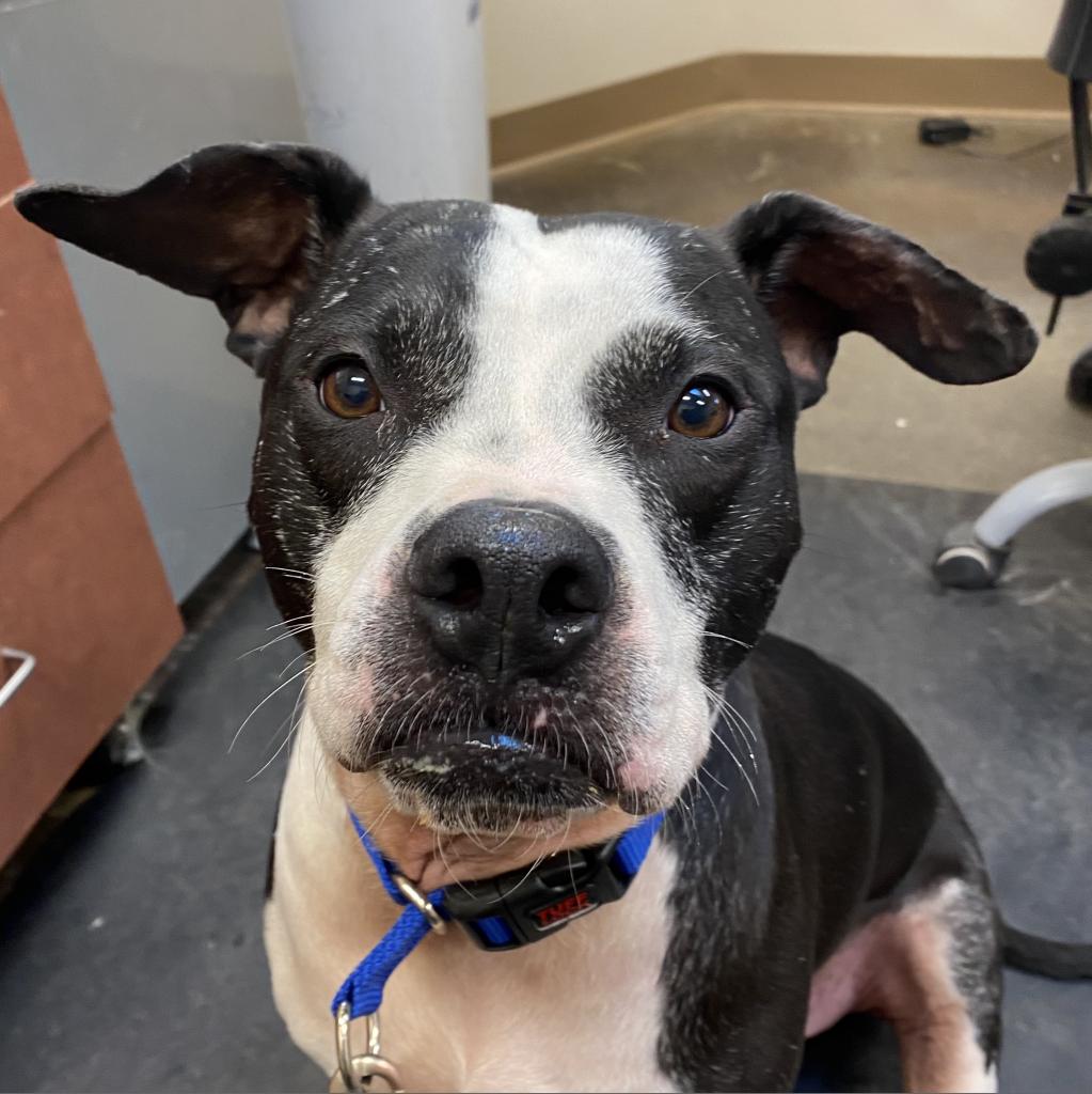 Jackson - American Staffordshire Terrier / Mixed