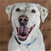 adoptable Dog in  named Woody