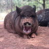 adoptable Pig in  named Willow