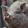 adoptable Pig in  named Wally