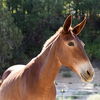adoptable Donkey in kanab, UT named Lucky