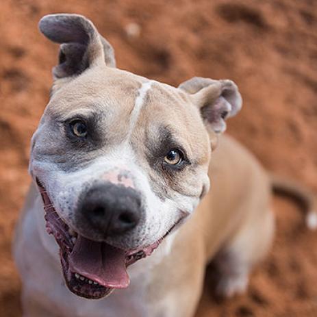 Barat, an adoptable American Pit Bull Terrier in Kanab, UT