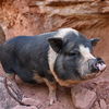 adoptable Pig in  named Charlotte