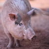 adoptable Pig in  named Kevin