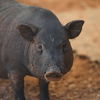 adoptable Pig in  named Crystal