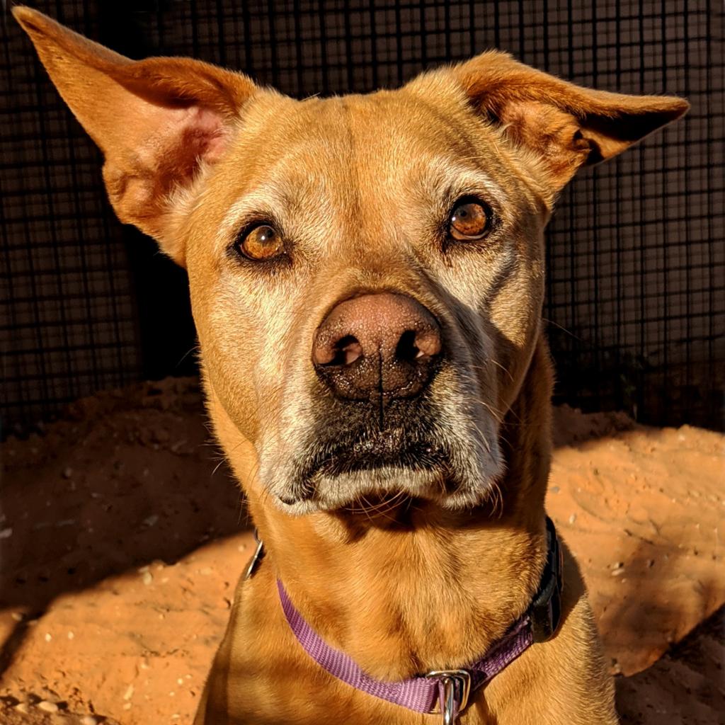 adoptable Dog in Kanab, UT named Sundance