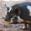 adoptable Pig in kanab, UT named Petunia