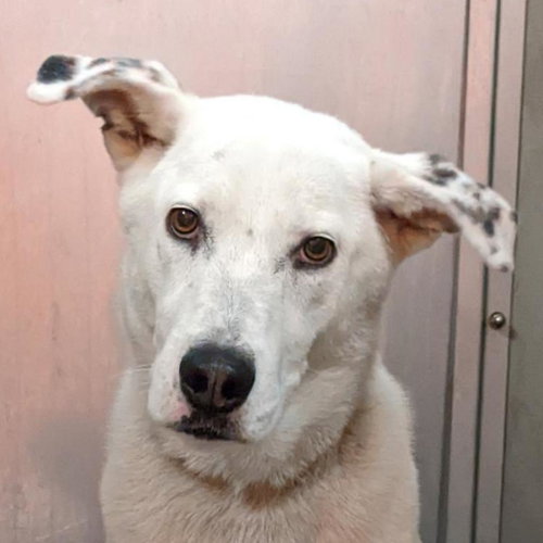 Sinkai, an adoptable Husky in Kanab, UT
