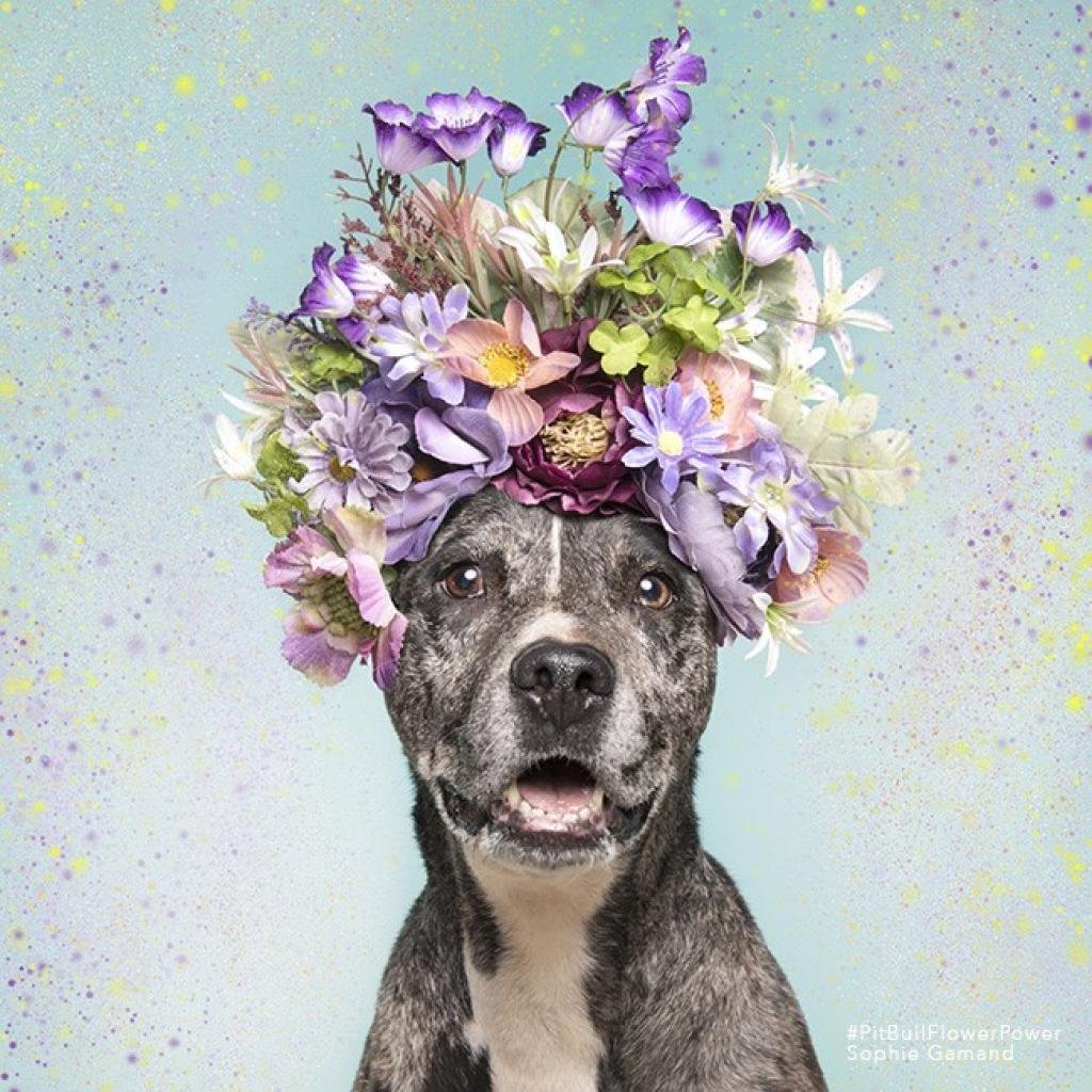 Henna - Catahoula Leopard Dog / American Pit Bull Terrier / Mixed