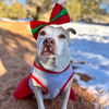 adoptable Dog in kanab, UT named Mauve
