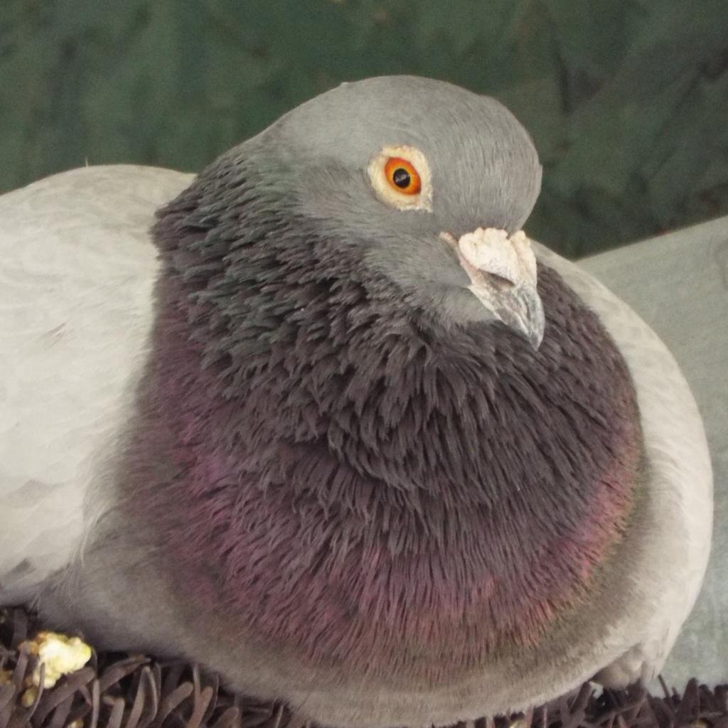 Rose 269 - Pigeon