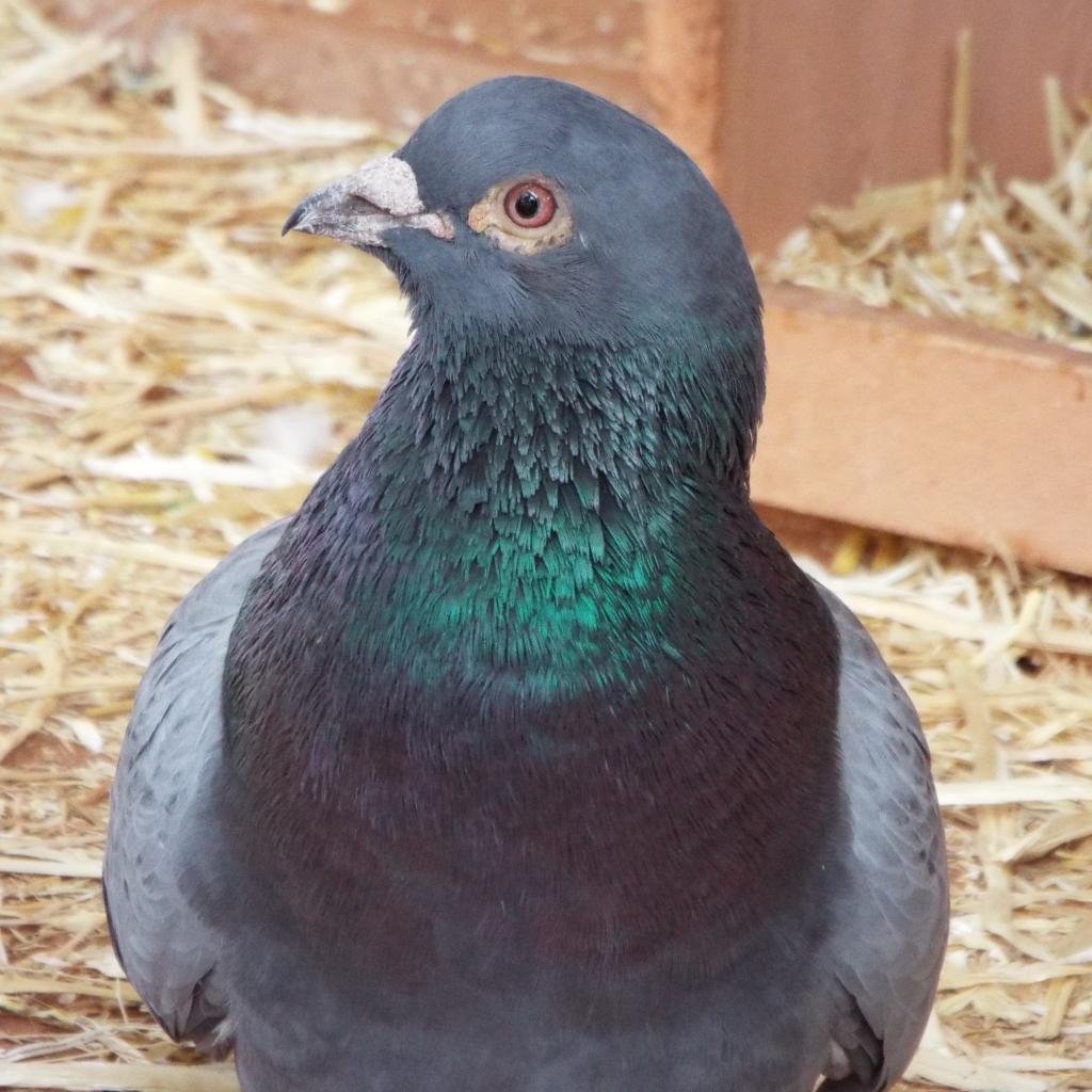 Sophia 260 - Pigeon