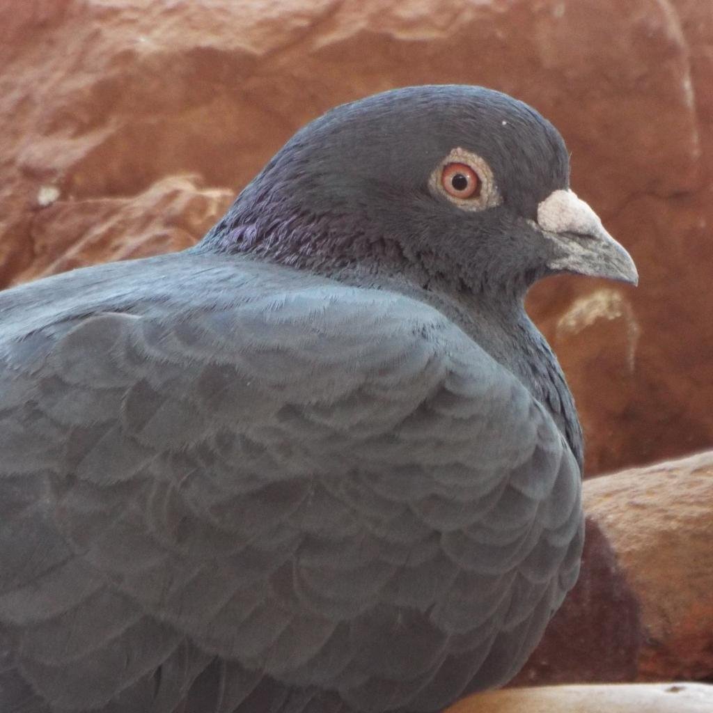 Granite 279 - Pigeon