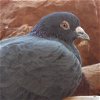 adoptable Bird in  named Granite 279