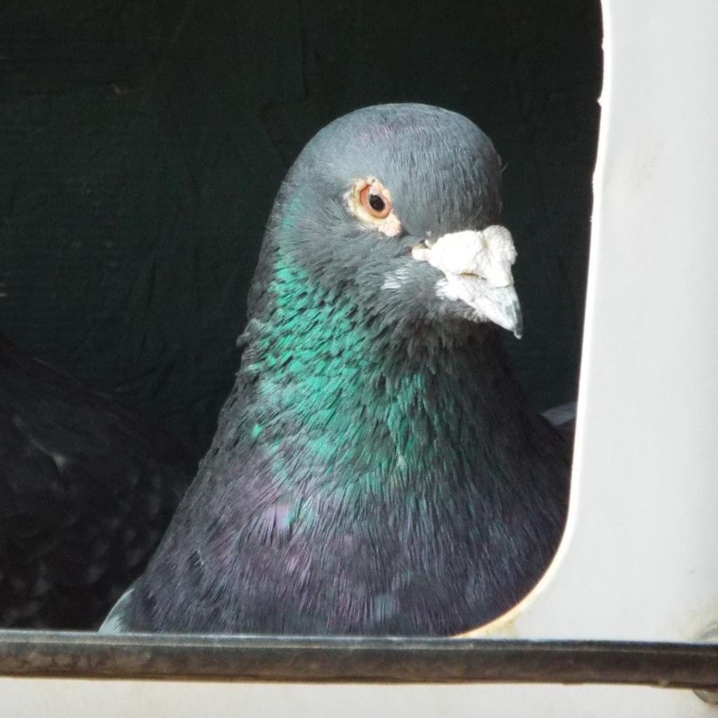 DeeDee 241 - Pigeon
