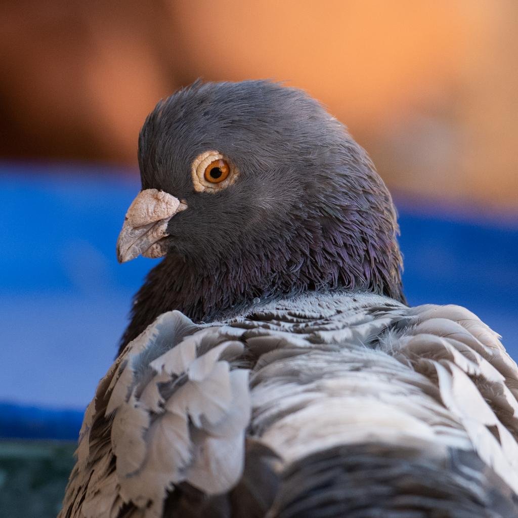 Monty 224 - Pigeon
