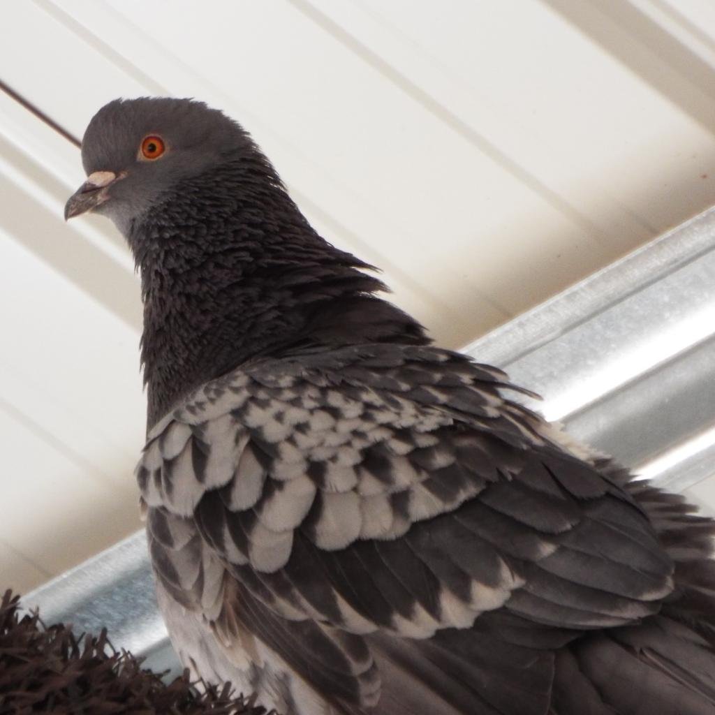 Lacy 275 - Pigeon
