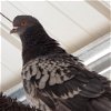 adoptable Bird in , UT named Lacy 275