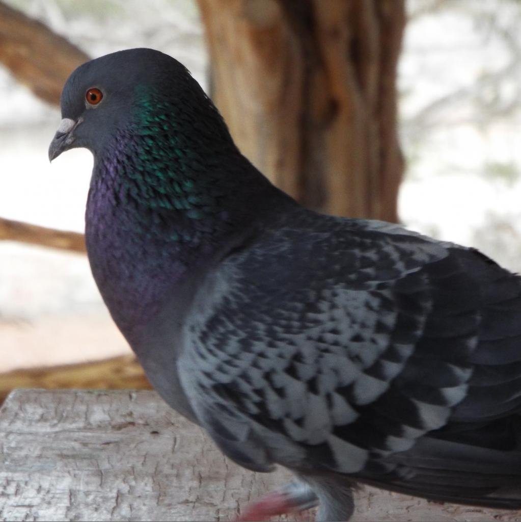 Billy 288 - Pigeon