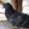 adoptable Bird in kanab, UT named Billy 288