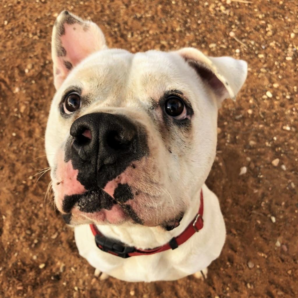 Adoptable Male Male