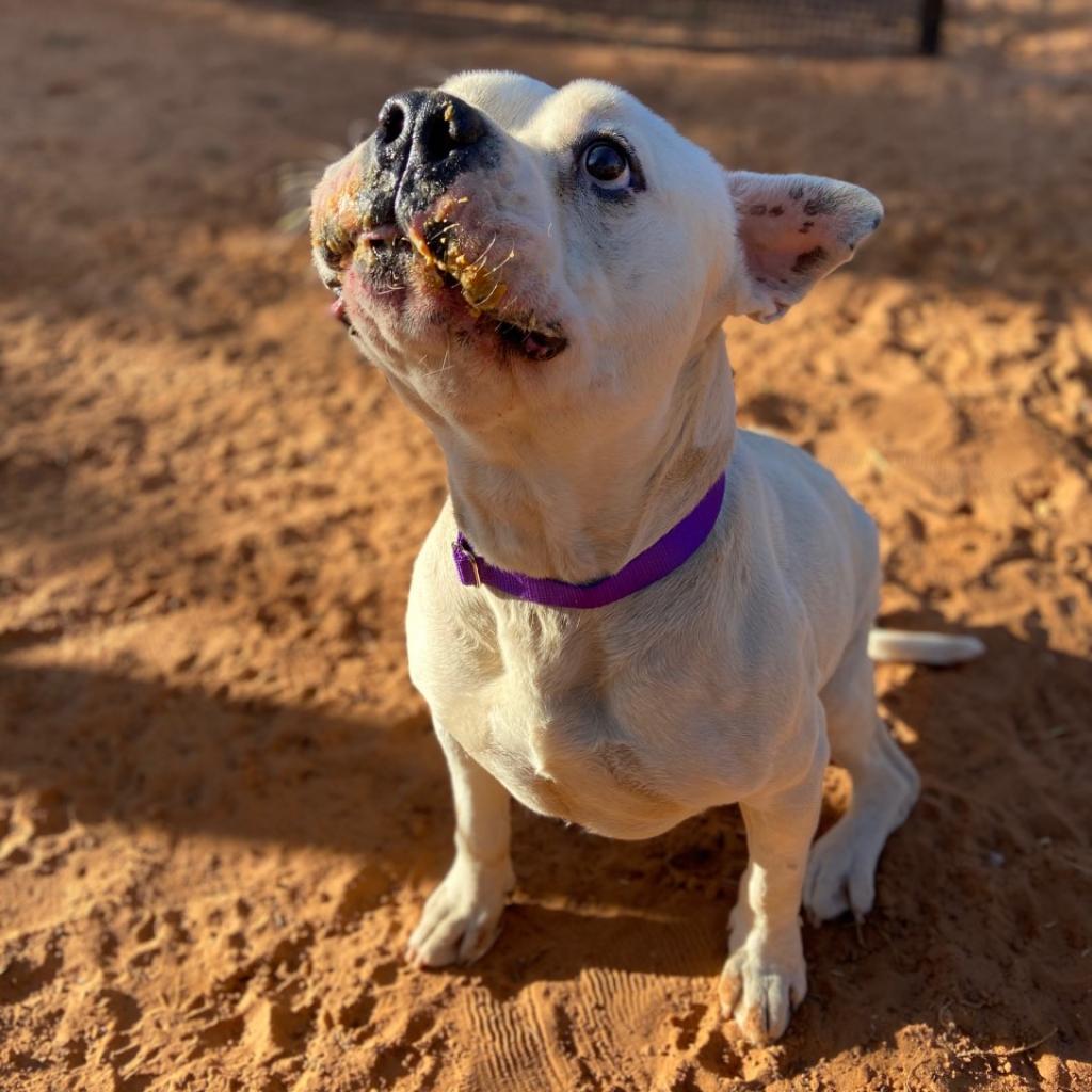 Adoptable Male Male