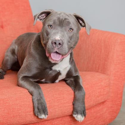 Bossco - American Pit Bull Terrier / Mixed