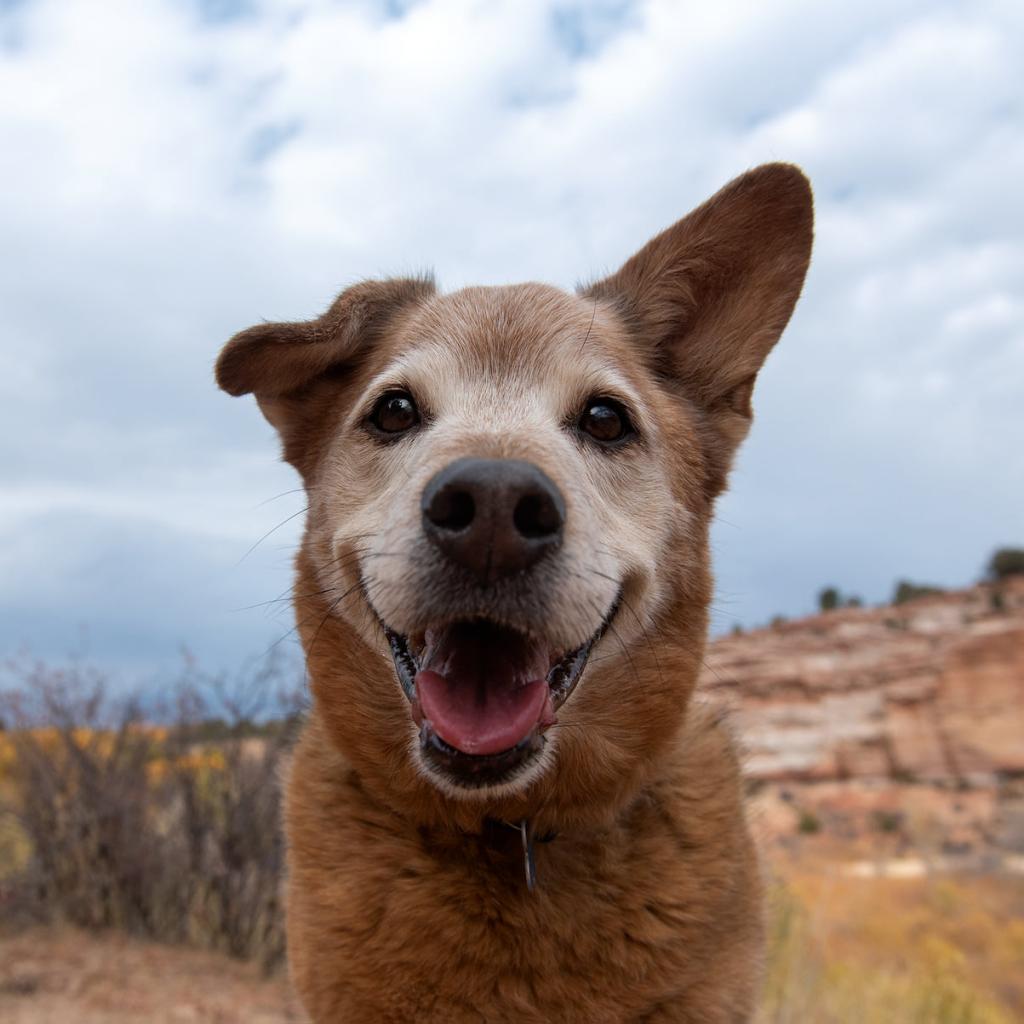 Adoptable Male Male