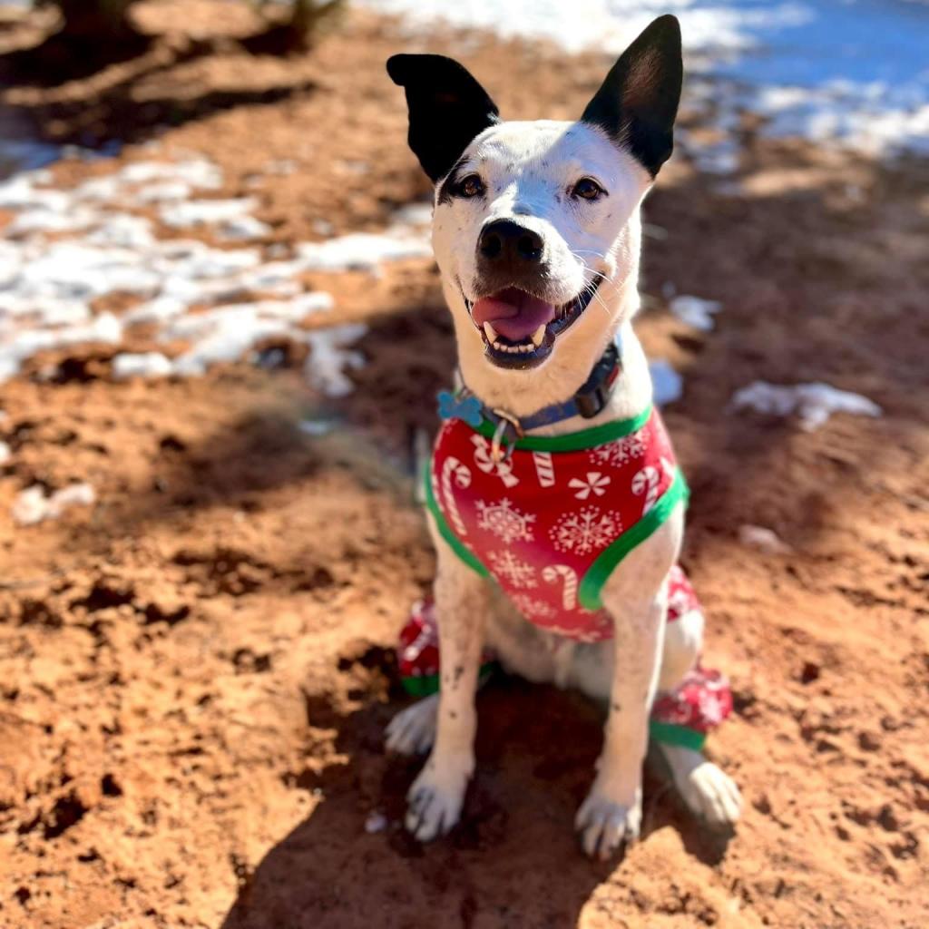 Fig - Cattle Dog / Mixed