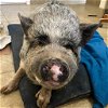 adoptable Pig in kanab, UT named Batman