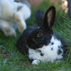 adoptable Rabbit in  named Sequoia