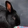 adoptable Rabbit in  named Joshua