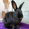 adoptable Rabbit in  named Yosemite