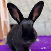 adoptable Rabbit in  named Bryce