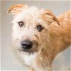 adoptable Dog in kanab, UT named Ron Swanson