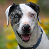 adoptable Dog in  named Frankie