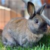 adoptable Rabbit in  named Nutter Butter