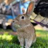 adoptable Rabbit in kanab, UT named Blondie