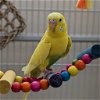 adoptable Bird in kanab, UT named Rachel