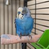 adoptable Bird in kanab, UT named Ross